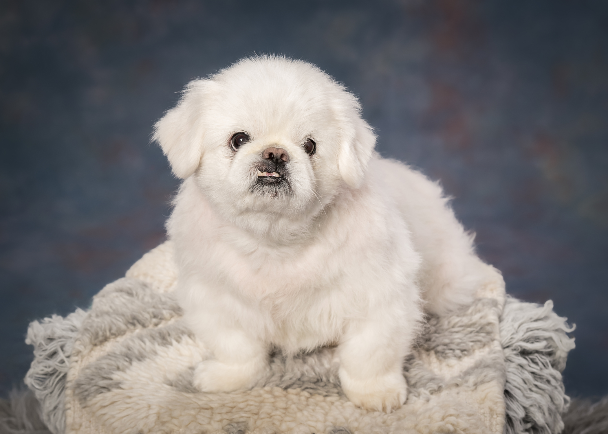 Cute little white dog photographed on a blue studio backdrop in Marlton, New Jersey.
