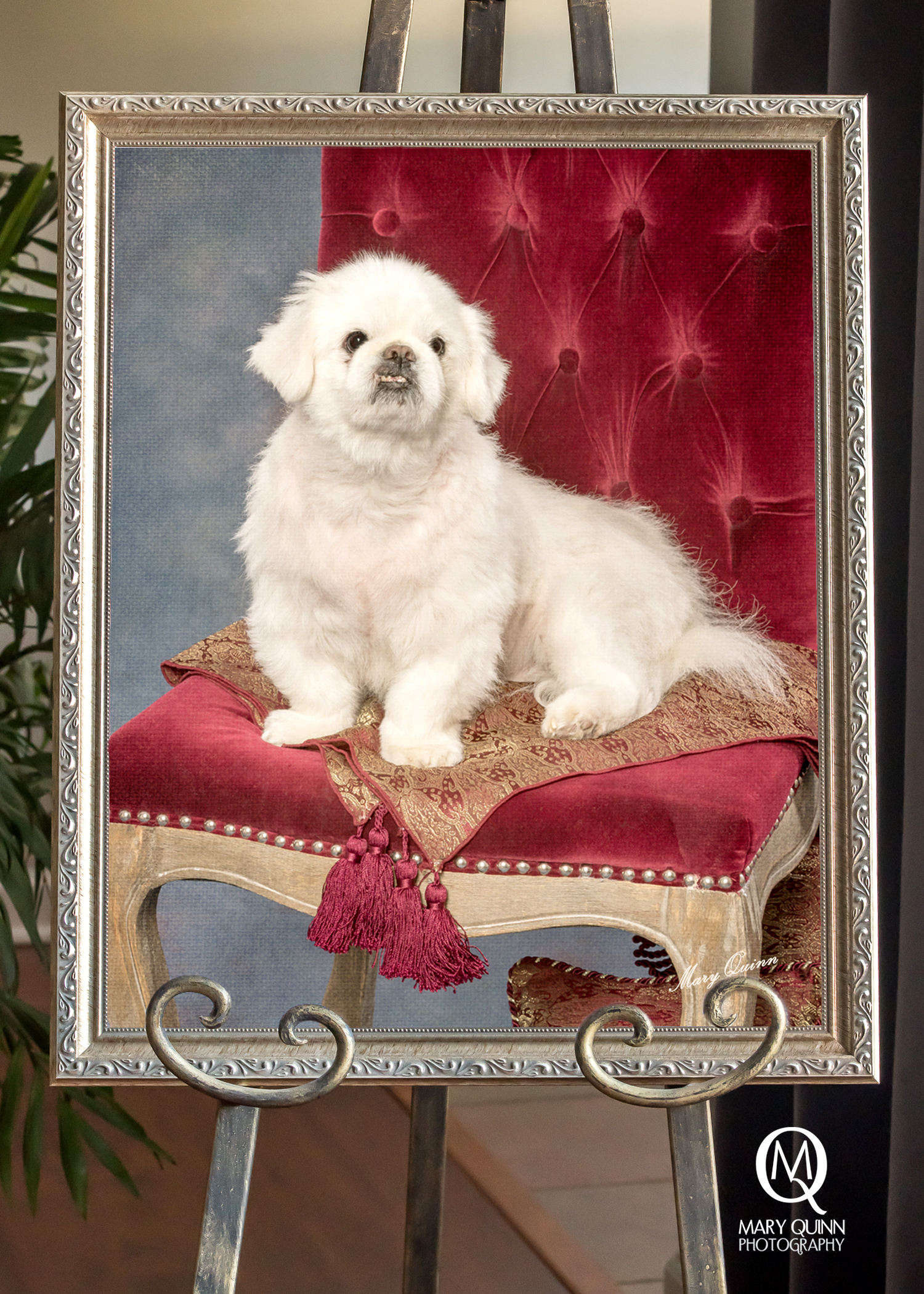 Framed photograph of a little white dog displayed in Mount Laurel, New Jersey.